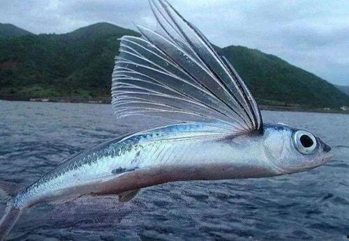 娱乐圈爆料贴会飞的鱼,会飞的鱼背后的惊人真相